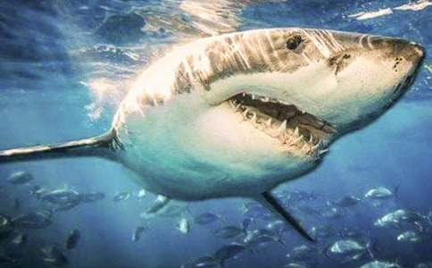 熱鯊魚的自述作文(精選21篇)