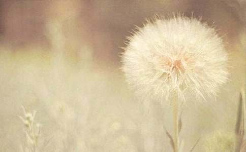 我是一棵蒲公英六年級作文(精選20篇)