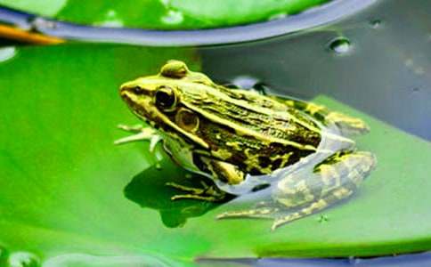 驕傲的小青蛙小學生二年級作文