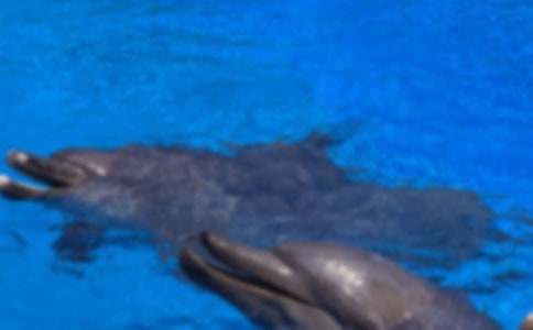 海豚小學(xué)作文