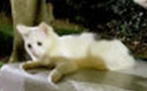 精選可愛的小貓二年級作文22篇