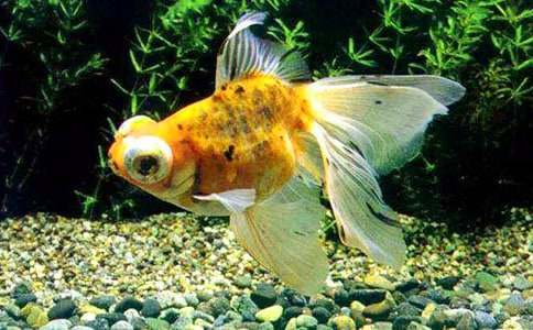 小金魚二年級(jí)作文(通用42篇)