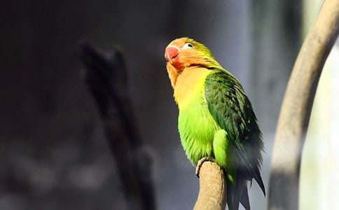 我的寵物鸚鵡作文700字(通用30篇)