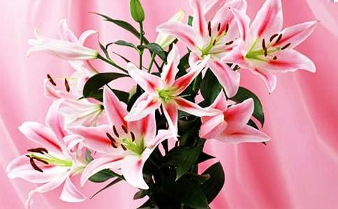 關(guān)于百合花的抒情作文(精選15篇)