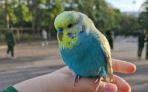 鸚鵡二年級(jí)作文（精選47篇）