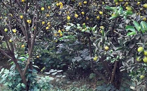 農(nóng)家樂(lè)一日游作文（精選29篇）