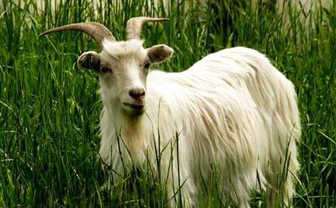 《山羊和狼》續(xù)寫作文(通用17篇)