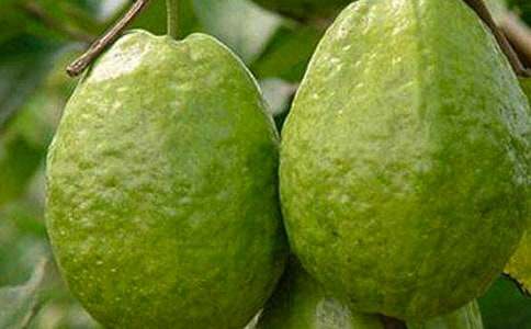 描寫石榴的句子段落摘抄150句