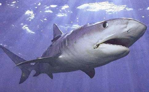 假如我是一條鯊魚小學(xué)想象作文(通用7篇)