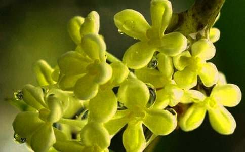 描寫桂花的比喻句120句