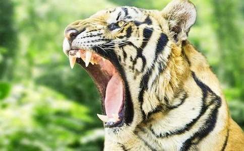 關(guān)于老虎童話作文300字（精選25篇）