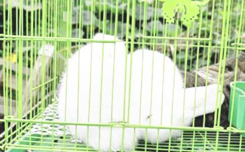 描寫(xiě)兔子的作文集合（2篇）