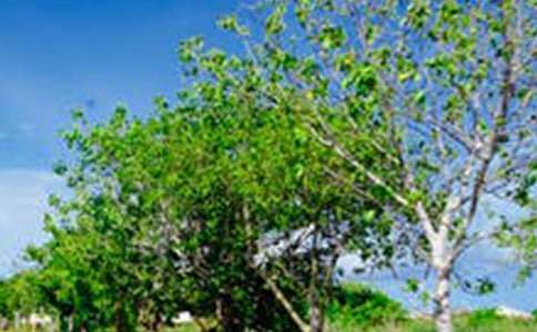 風(fēng)景比喻句140句