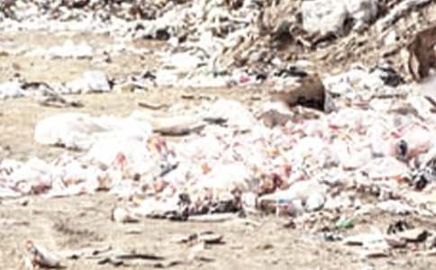 撿垃圾實(shí)踐活動(dòng)作文