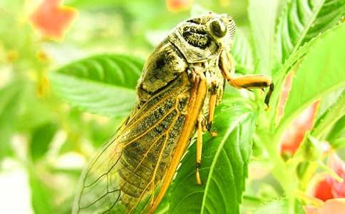 知了學(xué)飛作文三年級（通用23篇）