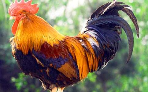 小學(xué)生作文：我最喜愛(ài)的大公雞（通用20篇）