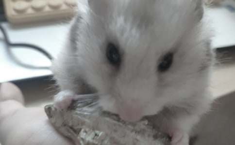 我給小倉鼠換木屑敘事作文（精選15篇）