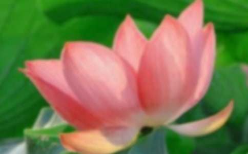 荷花作文700字(通用29篇)