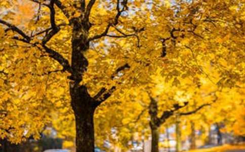 有關(guān)最美的風(fēng)景的話題作文1200字(精選55篇)