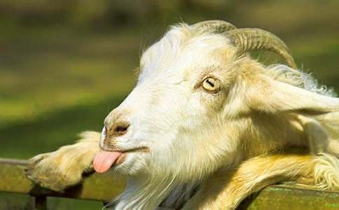 兩只山羊過(guò)河寓言故事