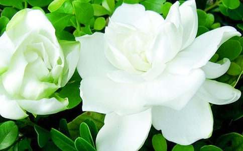 描寫(xiě)梔子花的好詞好句好段摘抄