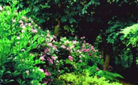 我家的小花園寫景作文400字(精選29篇)