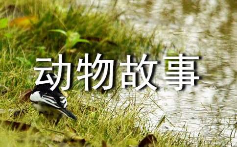 三年級編童話動物故事作文300字（精選56篇）