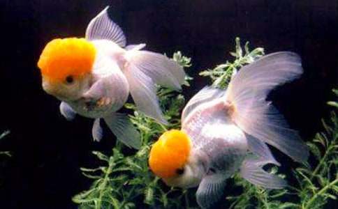 金魚三年級作文26篇