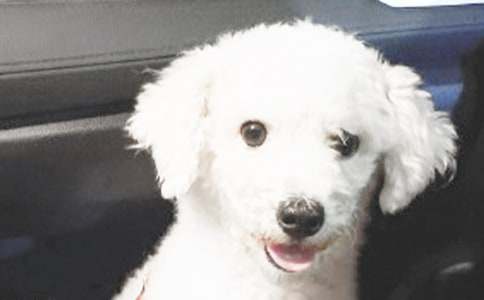 我心愛的小狗作文400字（精選49篇）