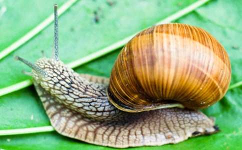 小學(xué)生蝸牛450字作文(精選58篇)