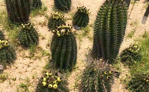 我家的仙人掌五年級優(yōu)秀作文650字(精選21篇)