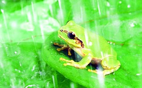 關(guān)于青蛙三年級(jí)作文（通用34篇）