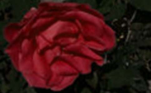 風雨彩虹鏗鏘玫瑰歌詞