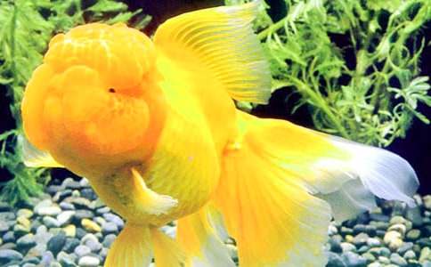 我家的金魚作文(精選29篇)