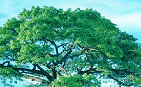 假如我是一棵大樹作文400字(精選33篇)