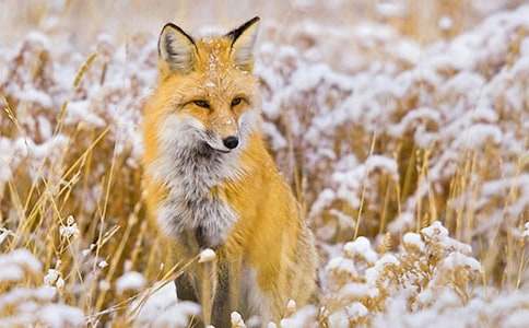 狐貍與松鼠童話作文(精選20篇)