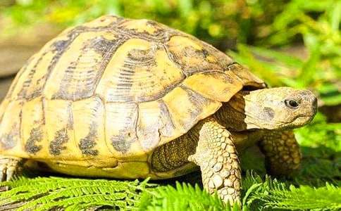 小烏龜400字作文(精選20篇)