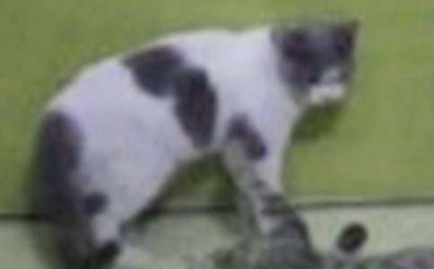 生活中的小貓600字說明文(通用23篇)