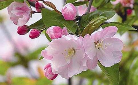 又是一年海棠花開(kāi)時(shí)學(xué)生寄語(yǔ)(通用17篇)