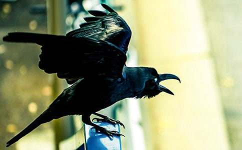 烏鴉喝水的看圖作文(精選43篇)