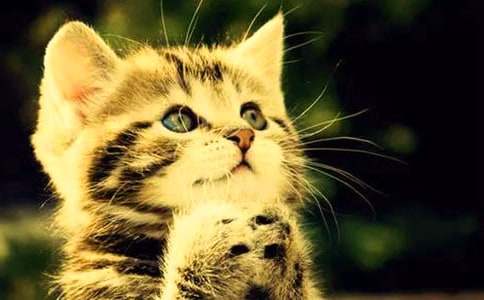 看圖寫話作文:粗心的小貓(精選21篇)