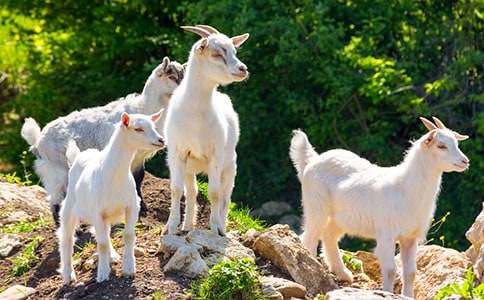 山羊動物作文(通用29篇)