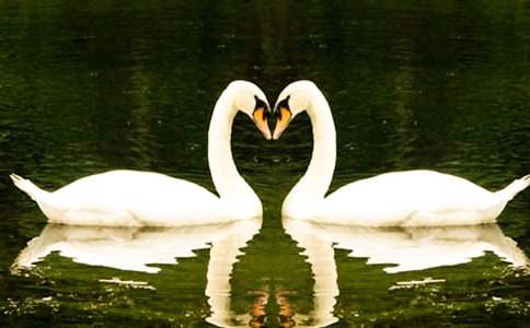 美麗的天鵝湖作文350字（通用33篇）