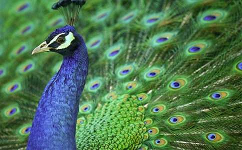 烏鴉和孔雀童話作文(精選15篇)