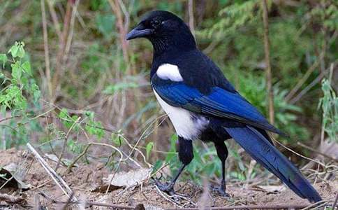 描寫喜鵲的作文(精選40篇)