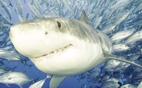 鯊魚說明文作文300字(精選21篇)