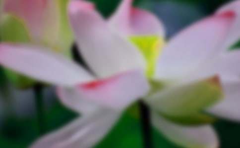 荷花說明文(精選35篇)