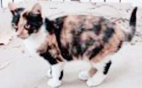 小貓童話作文(通用27篇)