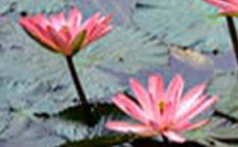 仿寫荷花的一年級(jí)作文(精選22篇)