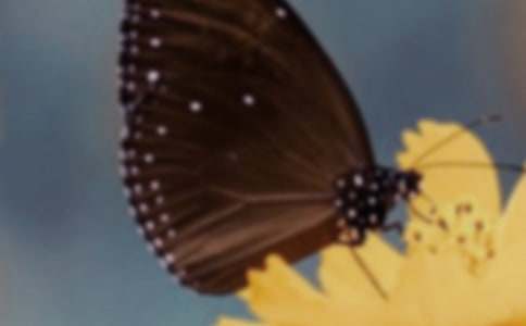 關(guān)于描寫(xiě)蝴蝶的優(yōu)美段落（通用120段）